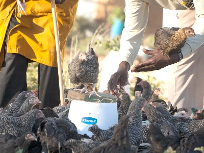 Chicken rearing in Kwale